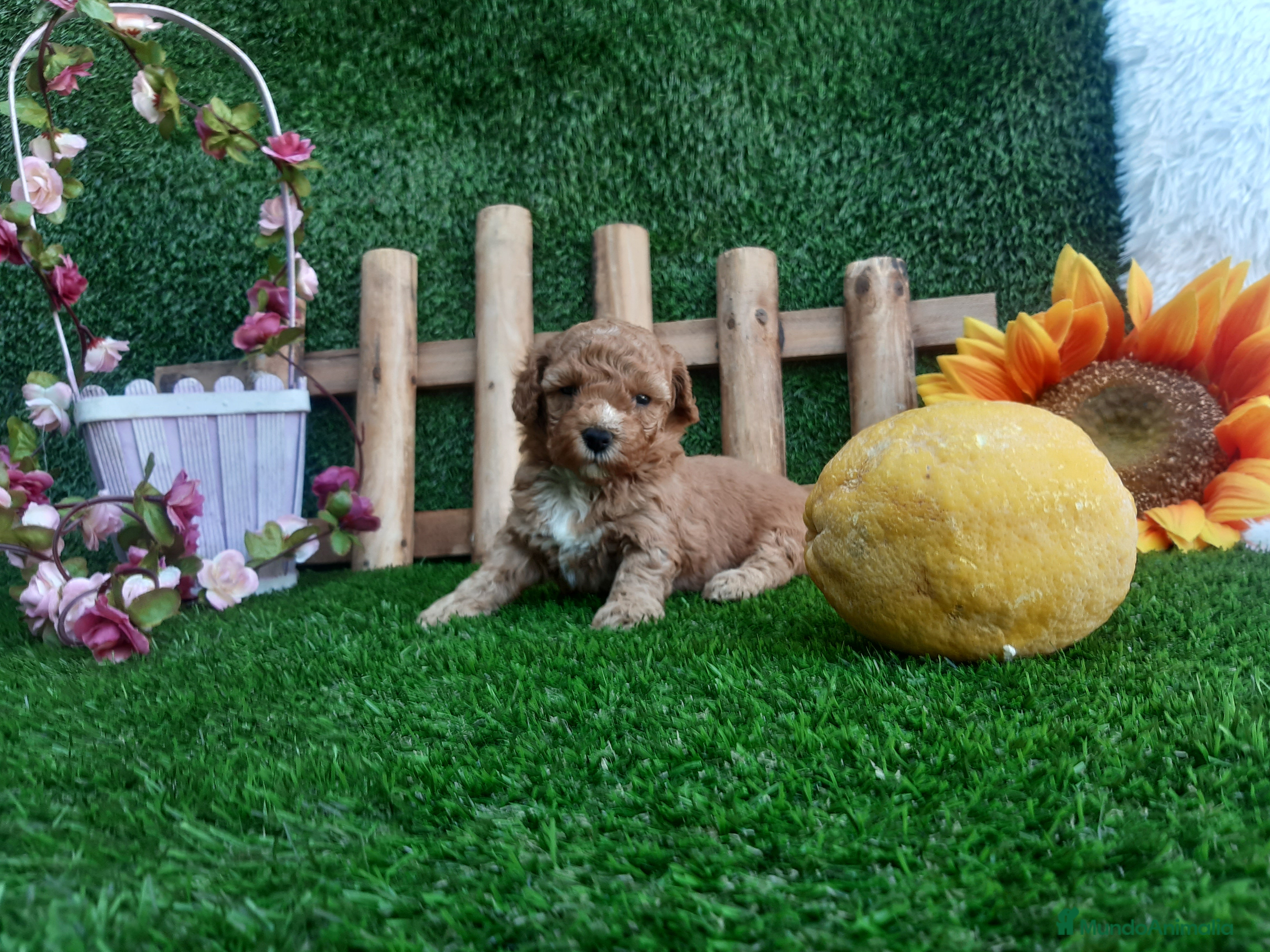 Caniche Enano perros PRECIOSOS CANICHE  ROJO LINEA TOY - Anuncio 2