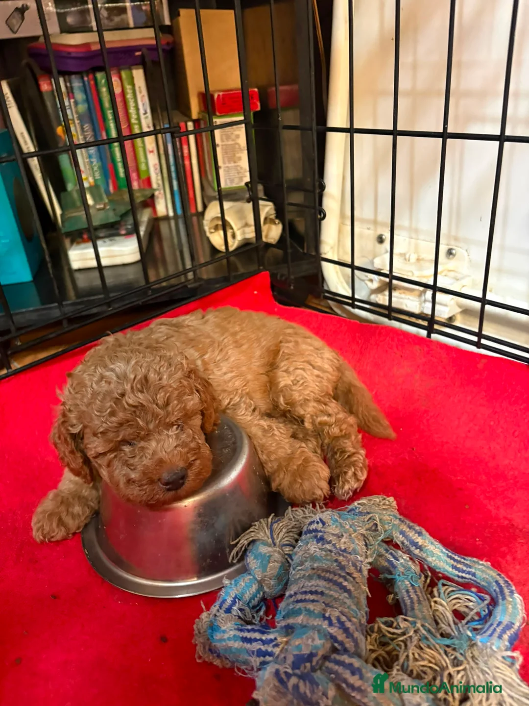 Caniche Toy perros en venta: CANICHE TOY - Anuncio 1