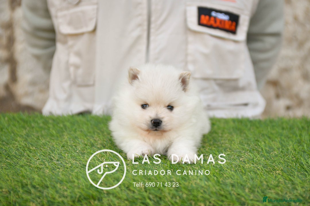 Pomerania perros en venta: Pomeranias disponibles - Imagen 4