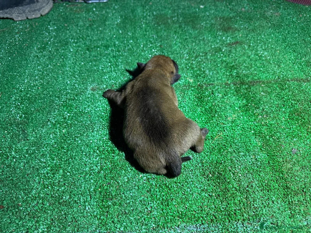 American Staffordshire-Terrier perros en venta: Tres Hembras American Staffordshire terrier  - Anuncio 6