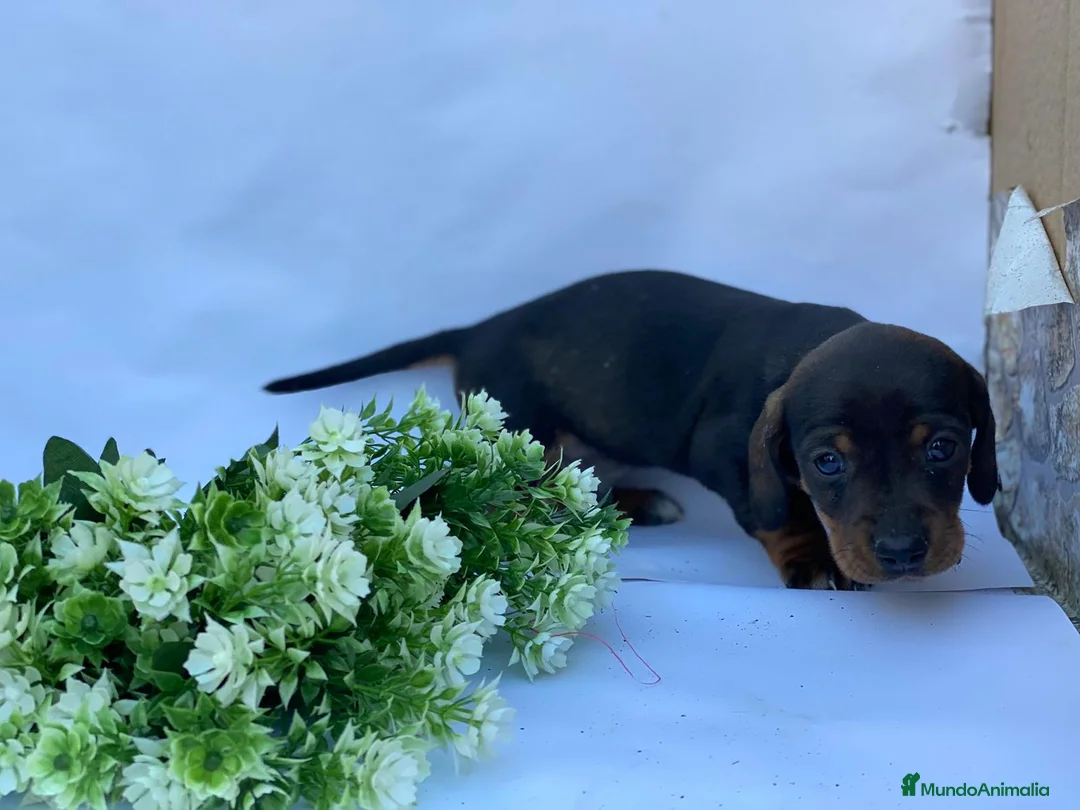 Teckel Miniatura perros en venta: Teckel miniatura  - Anuncio 4