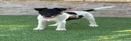 Fox Terrier de Pelo Liso perros en venta: Precioso cachorro de fox terrier  - Anuncio 1