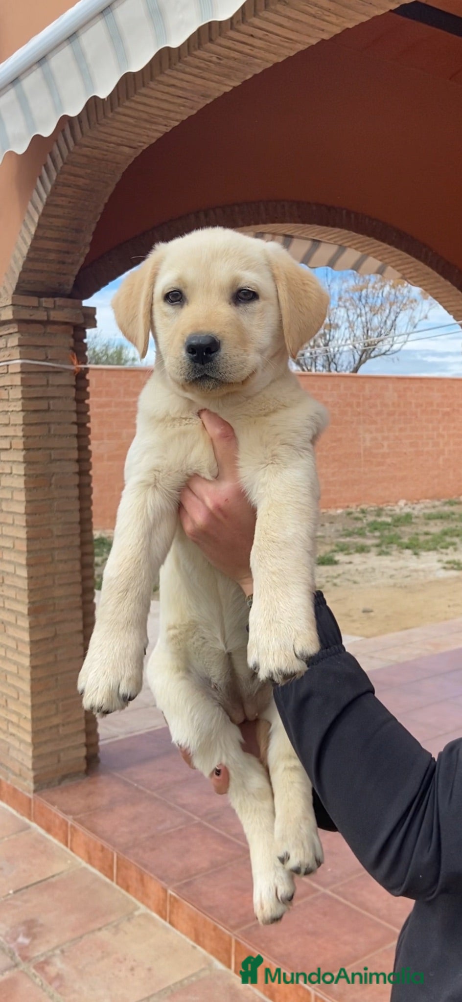 Labrador Retriever perros CACHORROS DE LABRADOR  - Anuncio 1