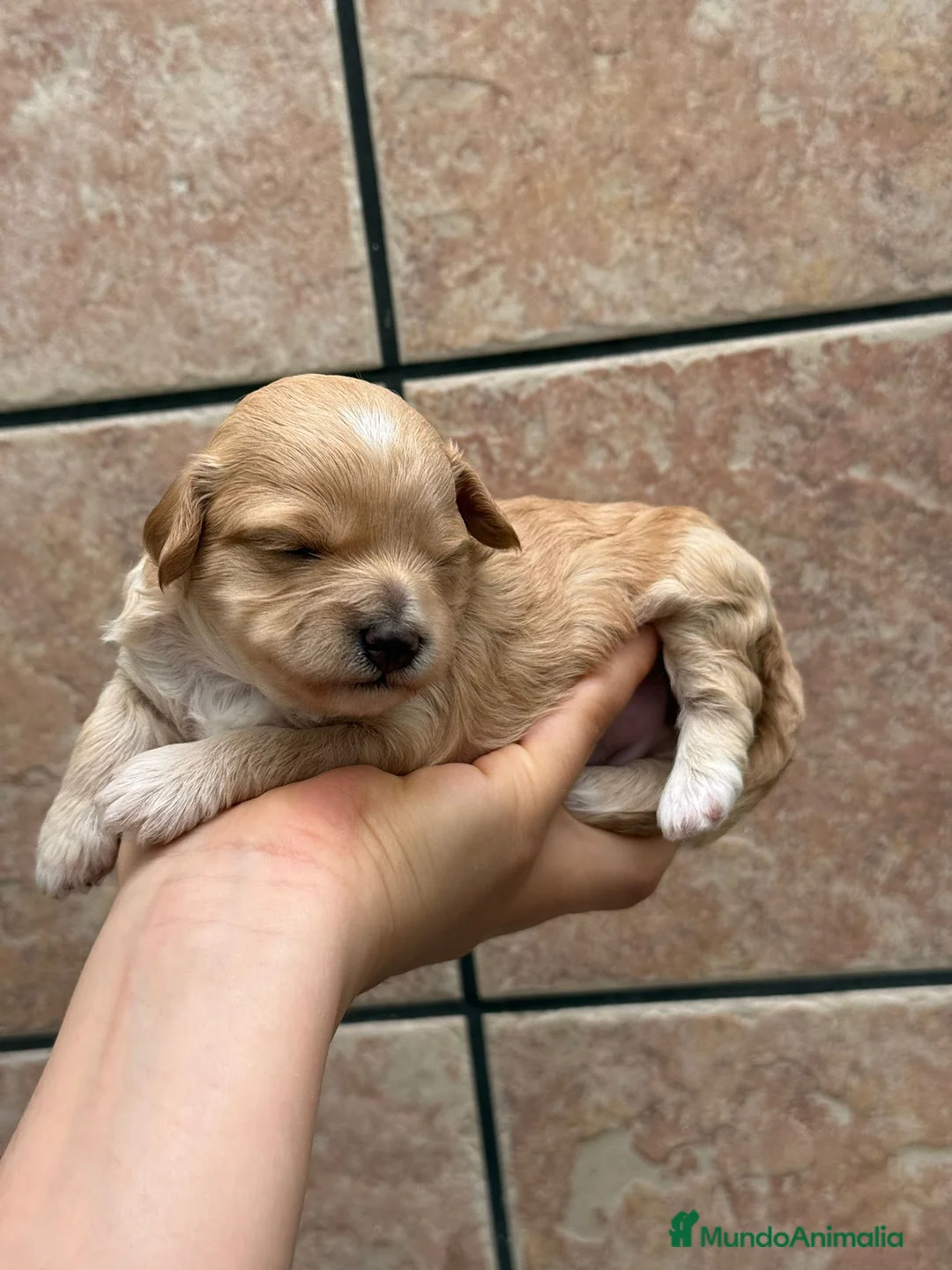 Maltipoo perros en venta: Maltipoo - Anuncio 2