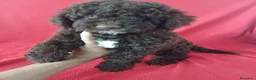 Perro de Agua Español perros en venta: Perro de Agua Español  - Anuncio 1
