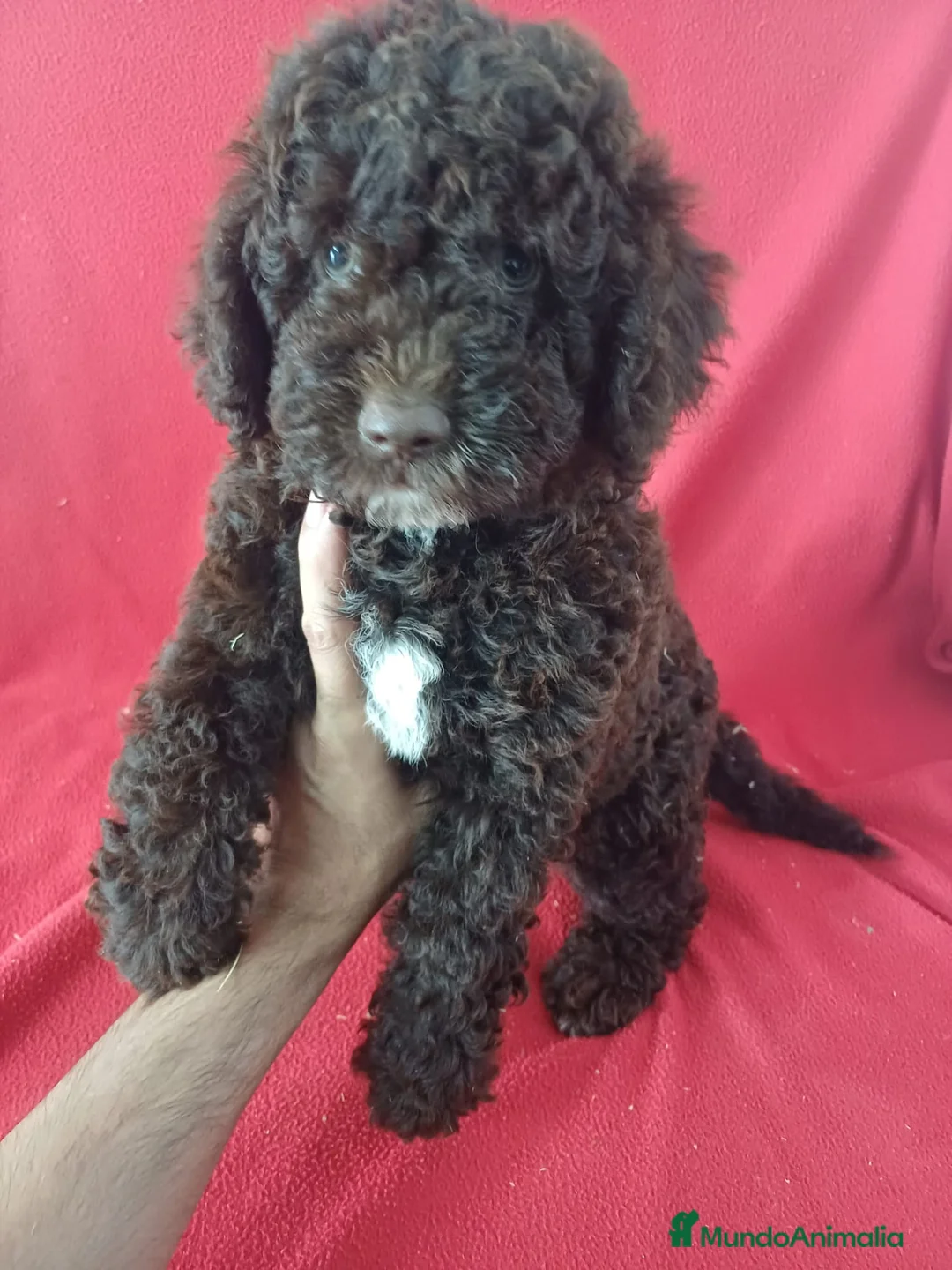 Perro de Agua Español perros en venta: Perro de Agua Español  - Anuncio 1