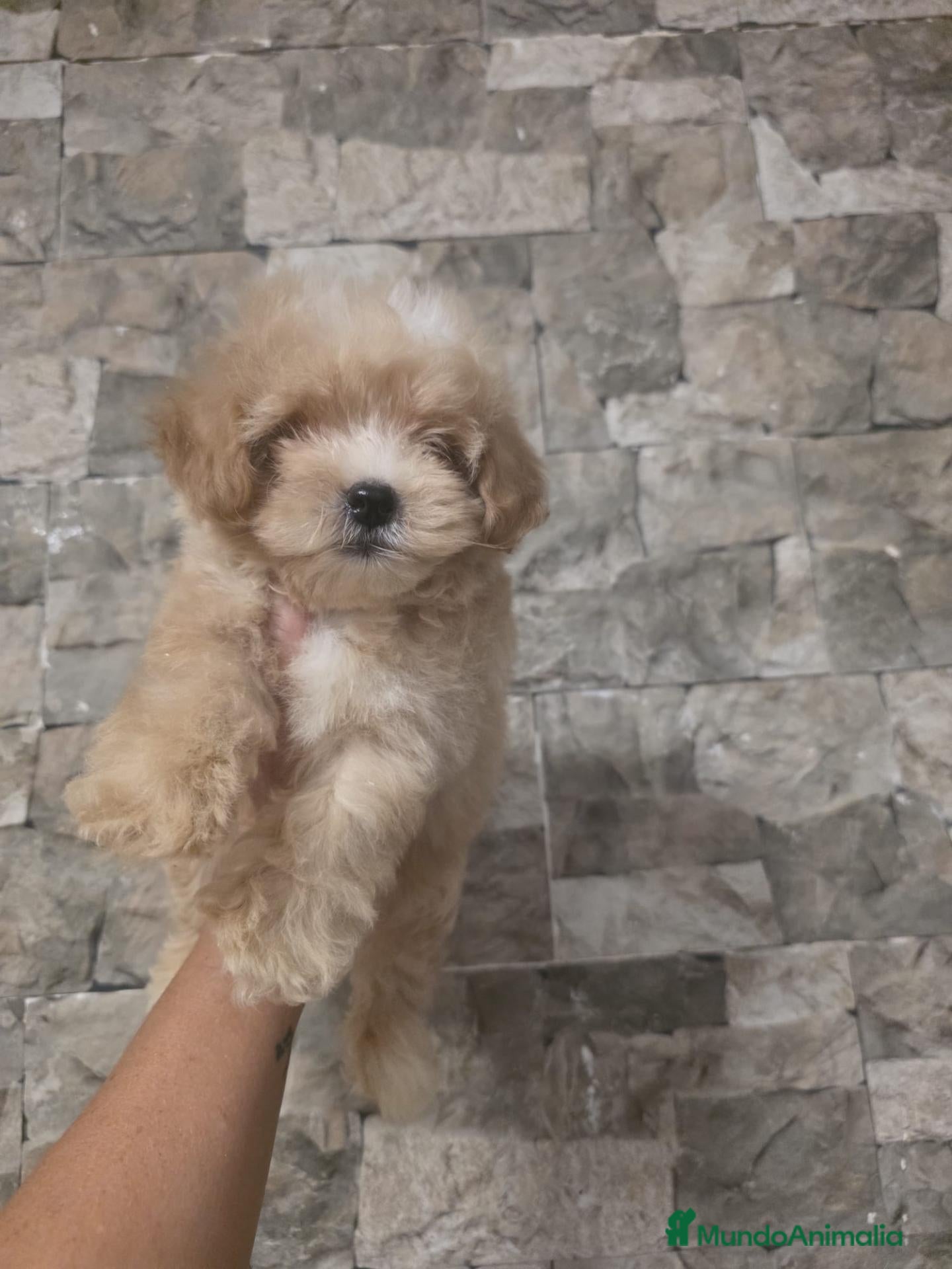 Maltipoo perros en venta: Maltipoo macho 50 💎asiático  - Anuncio 1