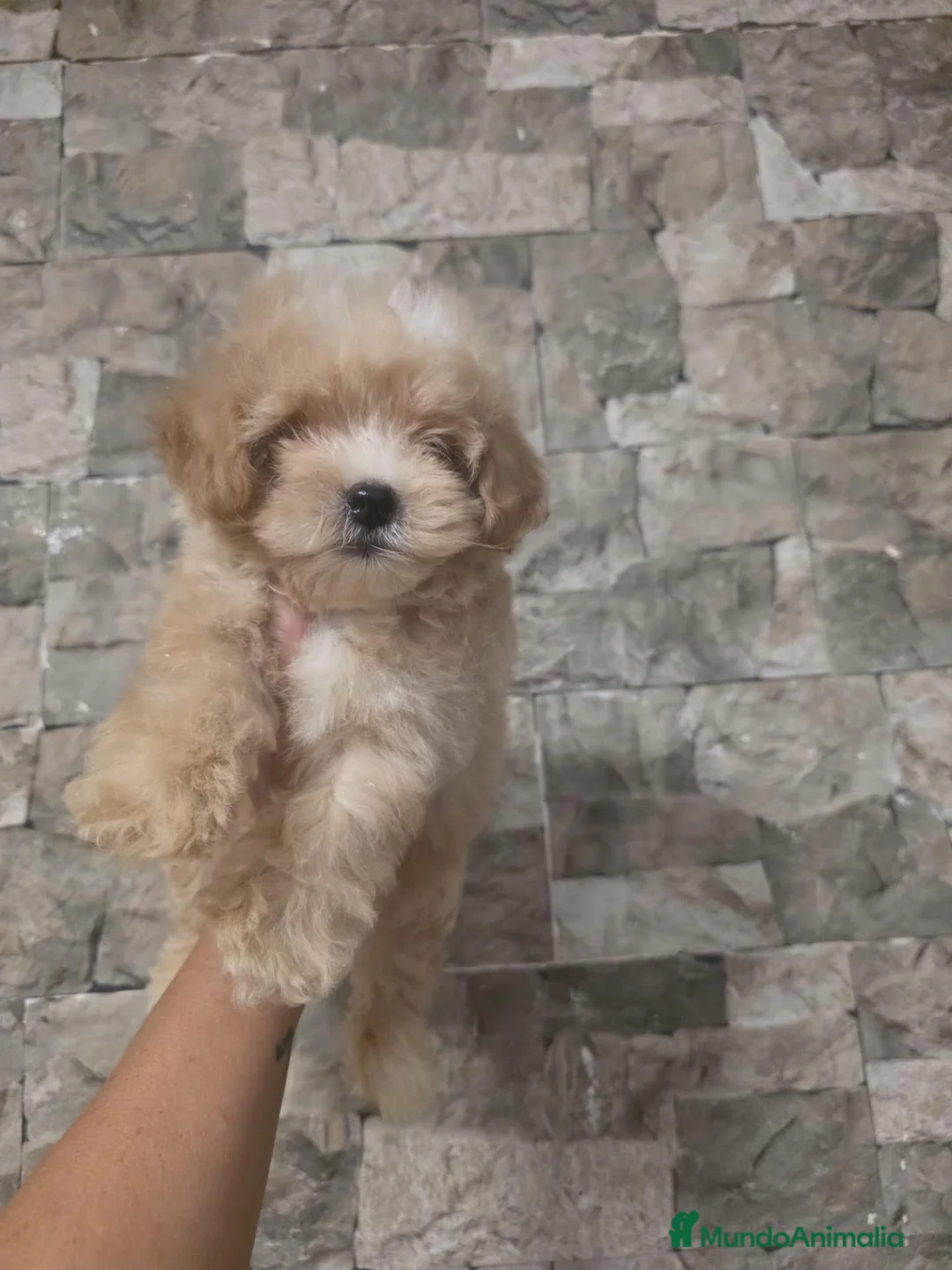Maltipoo perros en venta: Maltipoo macho 50 💎asiático  - Anuncio 1