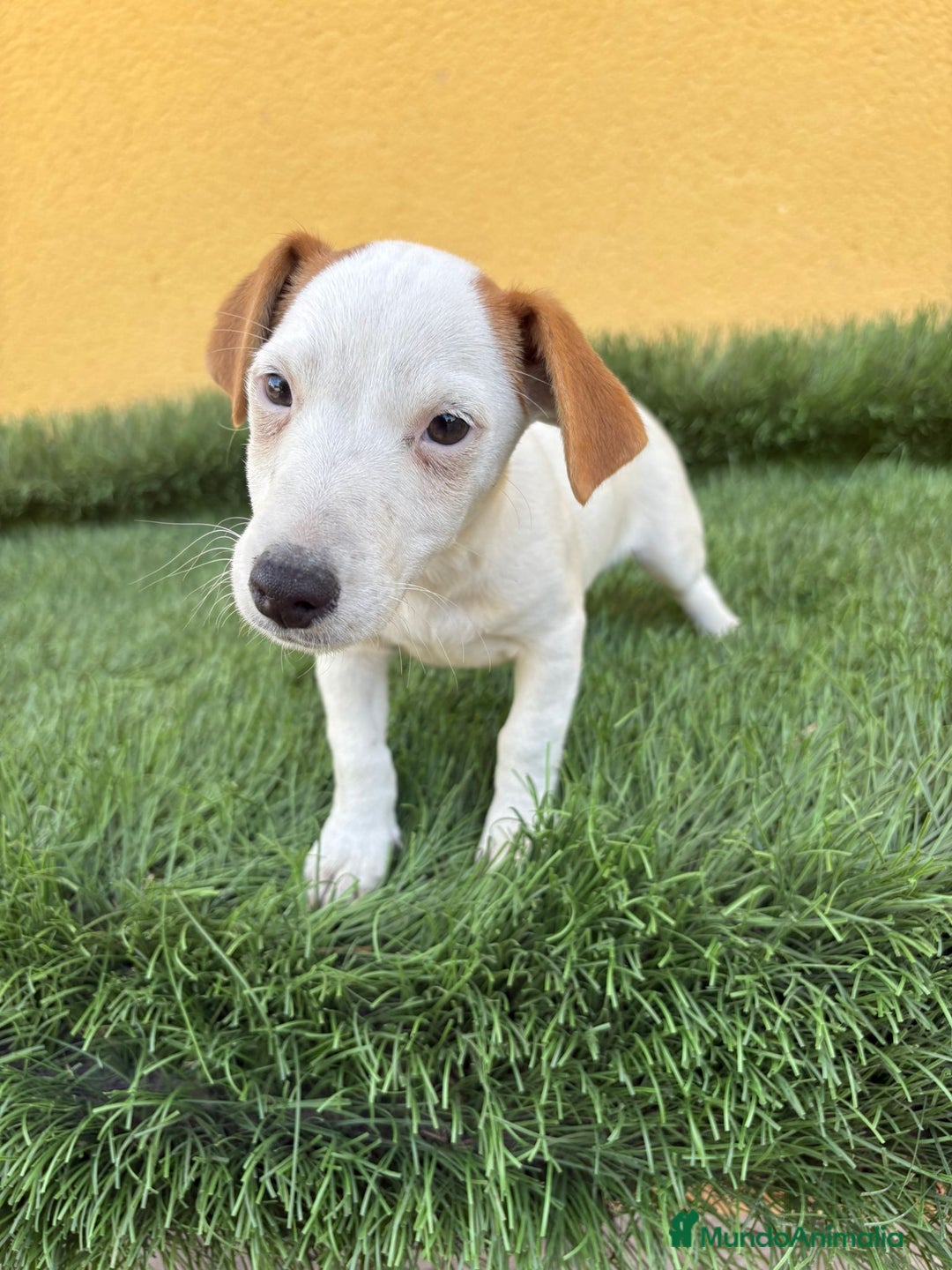 Jack Russell Terrier perros en venta: Hembra de Jack Russell  - Imagen 14