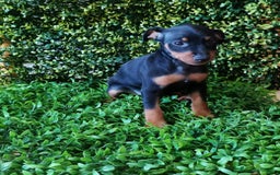 Pinscher Miniatura perros en venta: PINCHER MINIATURA  - Imagen 6