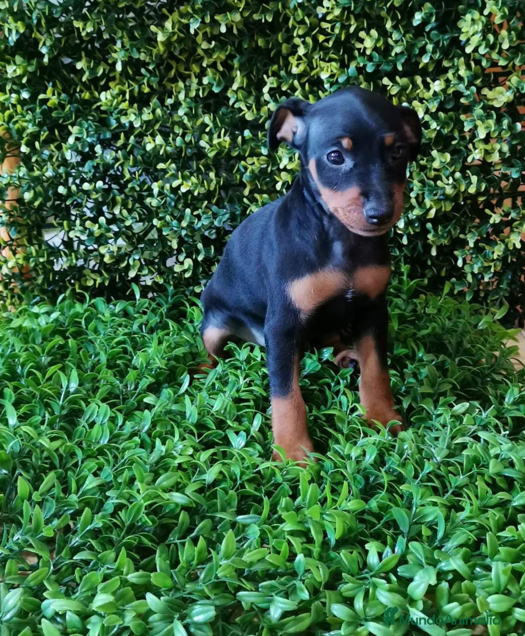 Pinscher Miniatura perros en venta: PINCHER MINIATURA  - Imagen 6
