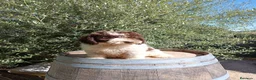 Perro de Agua Español perros en venta: Perro de agua  - Anuncio 7