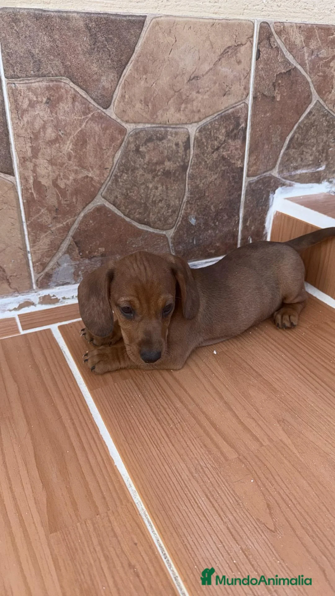 Teckel Miniatura perros en venta: Teckel Miniatura  - Anuncio 2