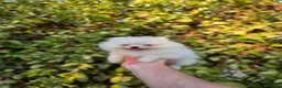 Pomerania perros en venta: LULU DE POMERANIA  - Anuncio 2