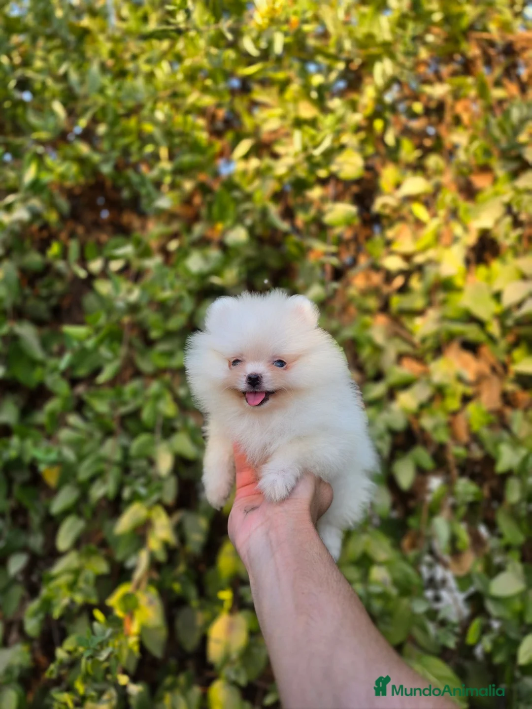 Pomerania perros en venta: LULU DE POMERANIA  - Anuncio 2