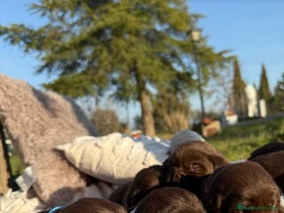 Labrador Retriever perros LABRADOR CHOCOLATE OJOS CLAROS en Asturias - Anuncio 1