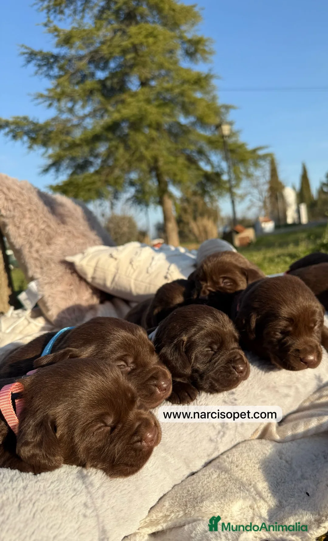 Labrador Retriever perros en venta: LABRADOR CHOCOLATE OJOS CLAROS en Asturias - Anuncio 1