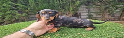 Teckel Miniatura perros en venta: Teckel kanichem cachorro - Anuncio 6