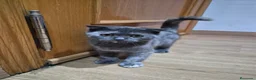 Británico de Pelo Corto gatos en venta: Maravillosos scottich fold y Brittich - Anuncio 4