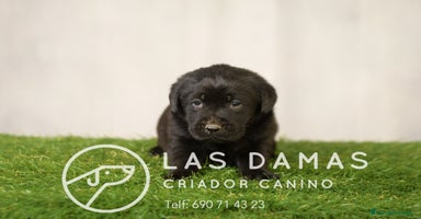 Labrador Retriever perros - Anuncio 11
