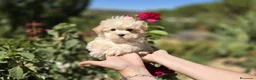 Maltipoo perros en venta: Maltipoo excelentes y diminutos cachorritos!!! - Anuncio 9