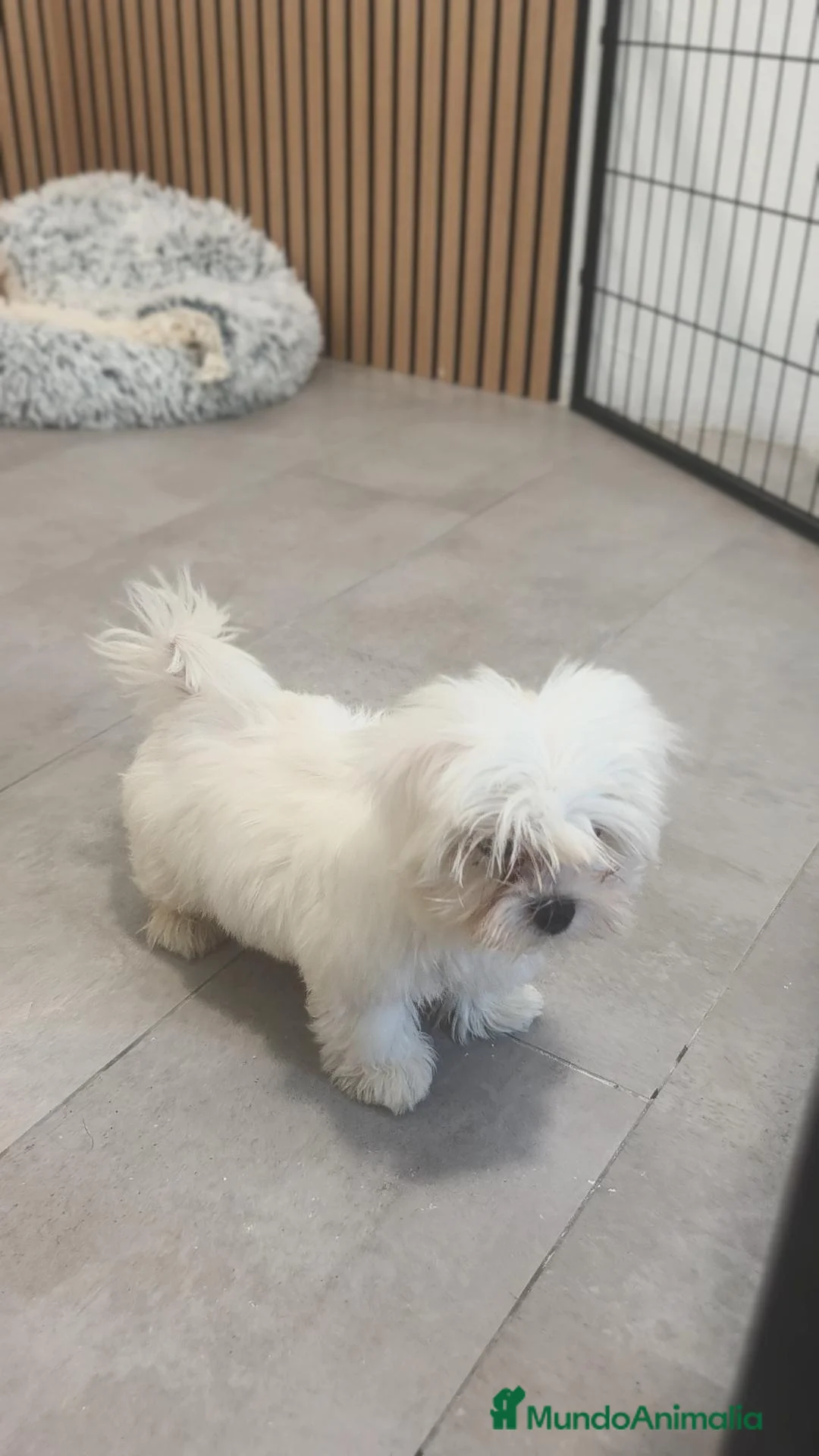 Bichón Maltés perros en venta: Machito Bichón maltés disponible  - Anuncio 7