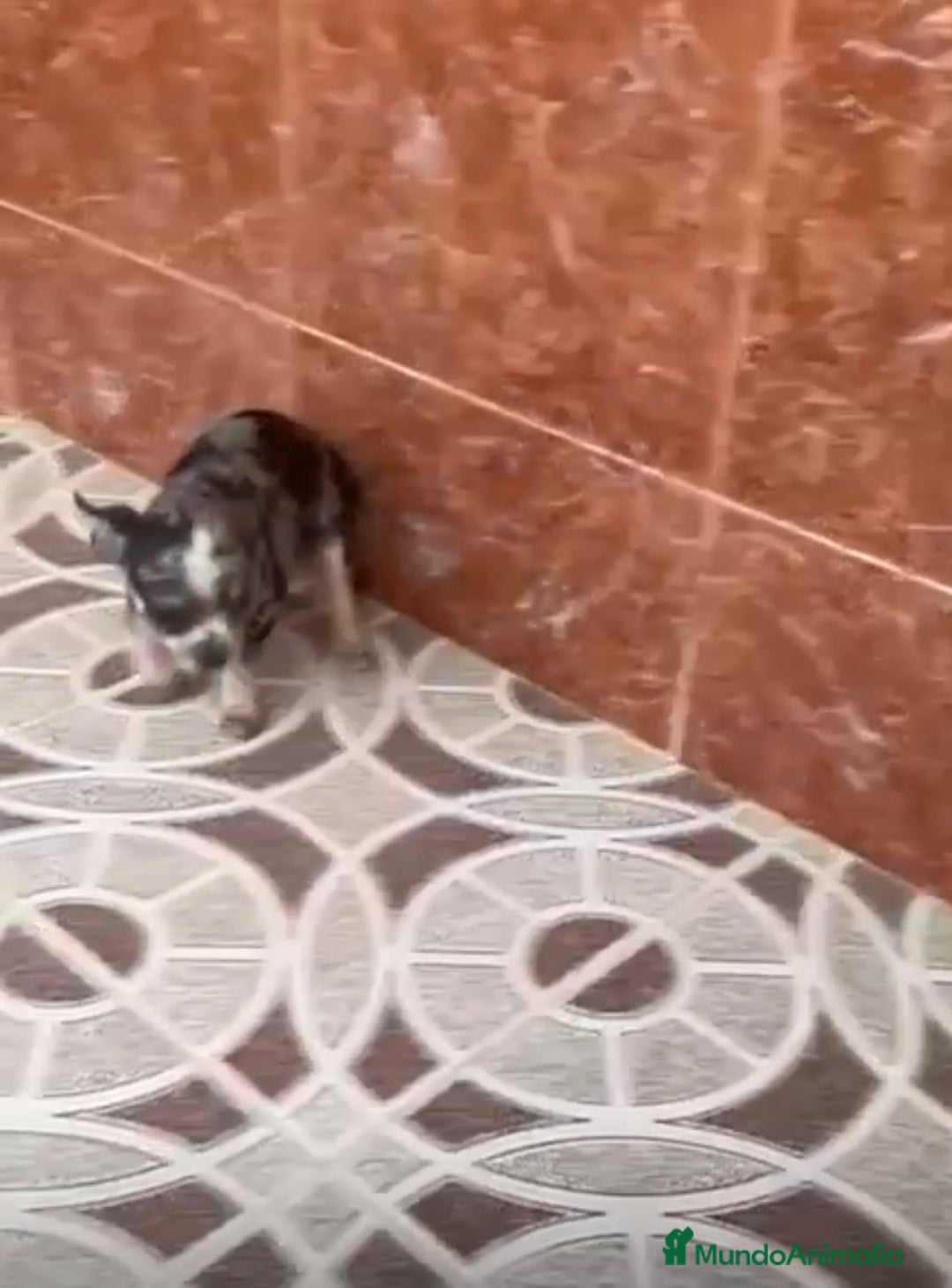 Chihuahua perros en venta: Chihuahuas merles - Imagen 3