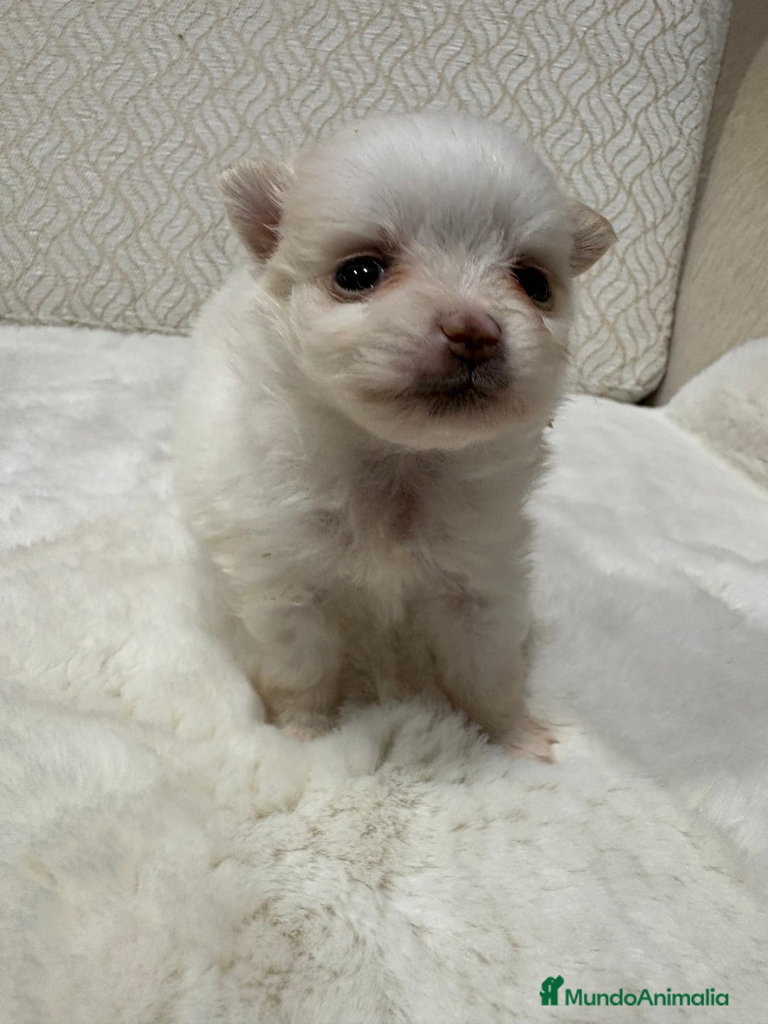 Pomerania perros en venta: Lulu Pomerania Toy hembra naranja blanca  - Anuncio 19