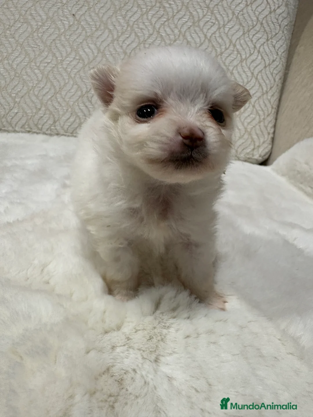 Pomerania perros en venta: Lulu Pomerania Toy hembra naranja blanca  - Anuncio 19