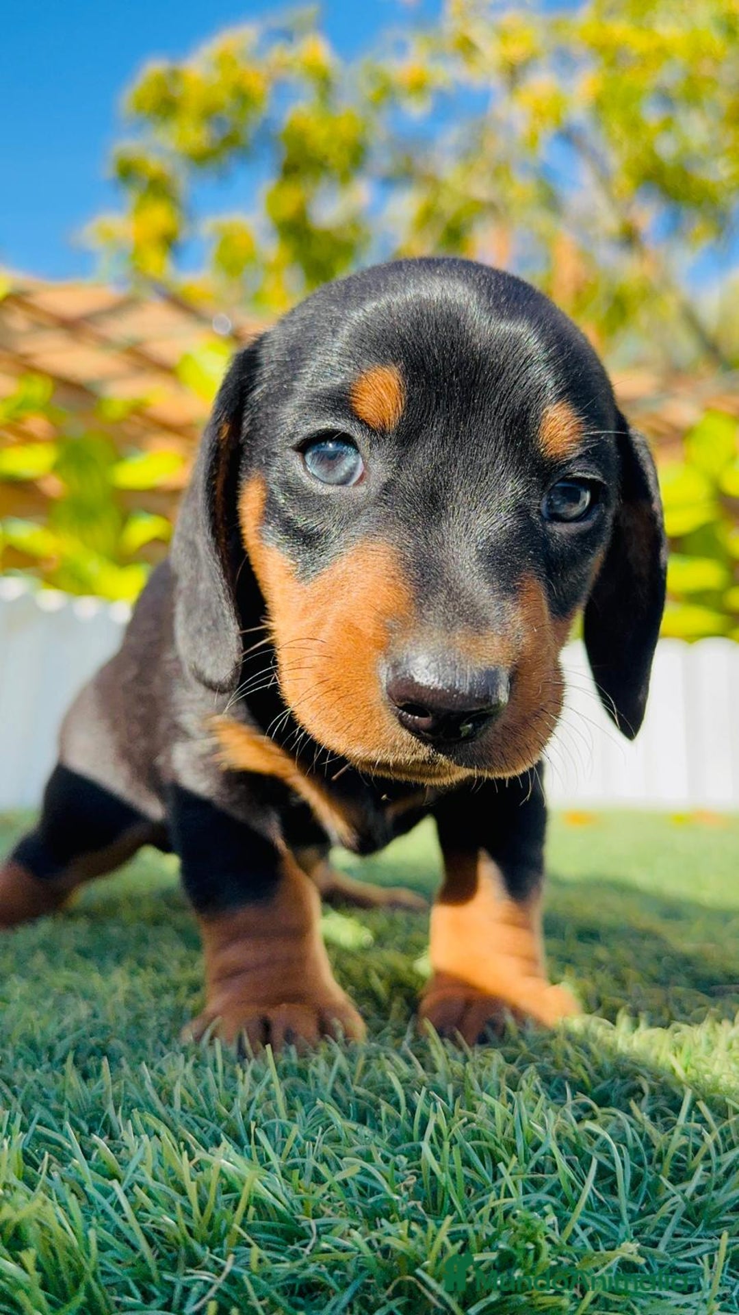 Teckel Miniatura perros en venta: TECKEL MINIATURA - Anuncio 27