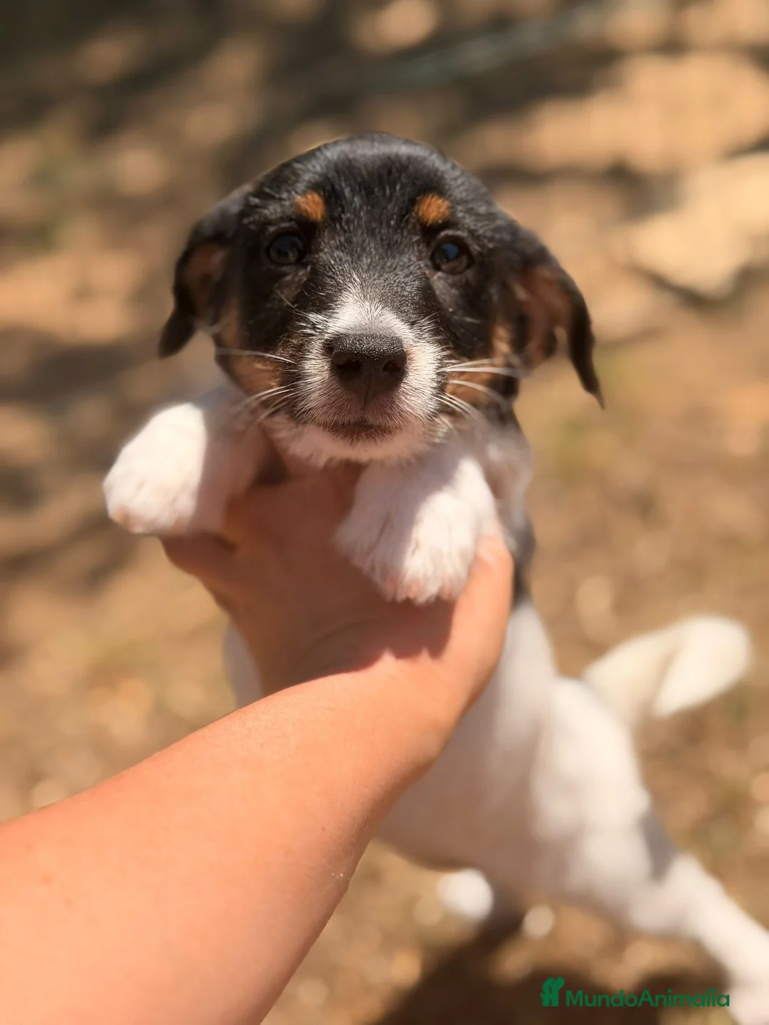 Jack Russell Terrier perros en venta: JACK RUSSELL BROKEN HEMBRA - Anuncio 2