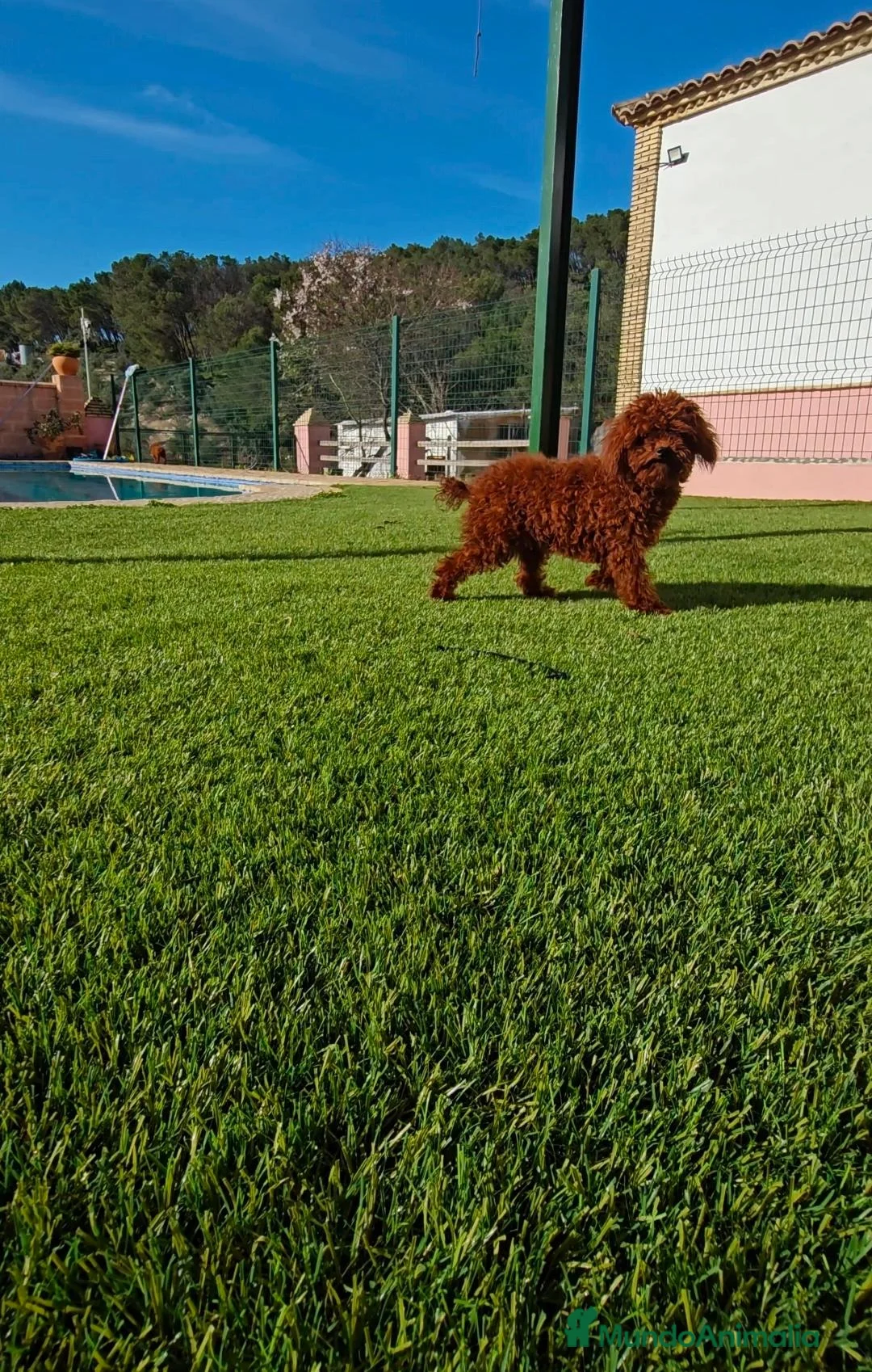 Caniche Toy perros en venta: CACHORROS LINEA ASIATICA en Sevilla - Anuncio 1