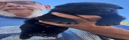 Pastor Alemán perros en venta: pastor alemán belleza negro sólido  - Anuncio 9