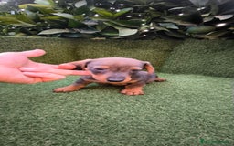 Teckel Miniatura perros en venta:  teckel miniatura  color jabali - Imagen 9