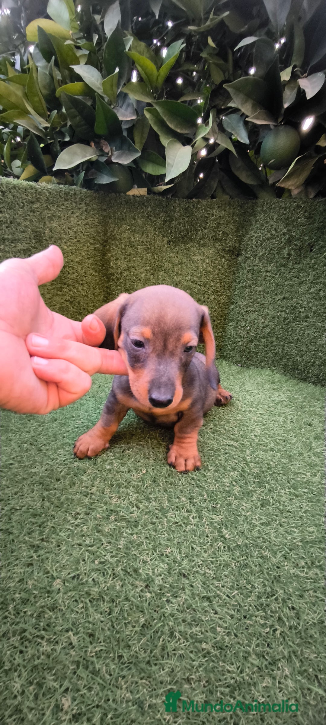 Teckel Miniatura perros en venta:  teckel miniatura  color jabali - Imagen 9