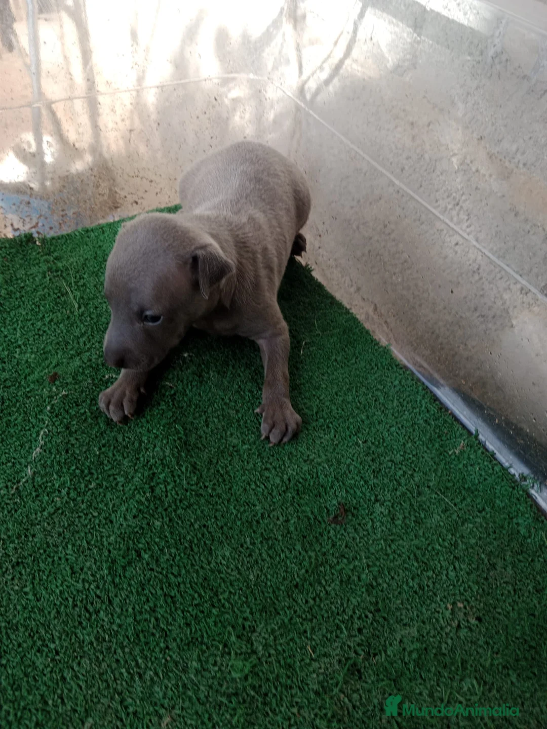 Pequeño Lebrel Italiano perros en venta: Galgo italiano blue macho y hembra. - Anuncio 3
