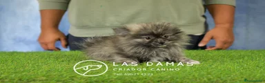 Pomerania macho sable