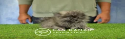 Pomerania perros en venta: Pomeranias disponibles - Anuncio 3
