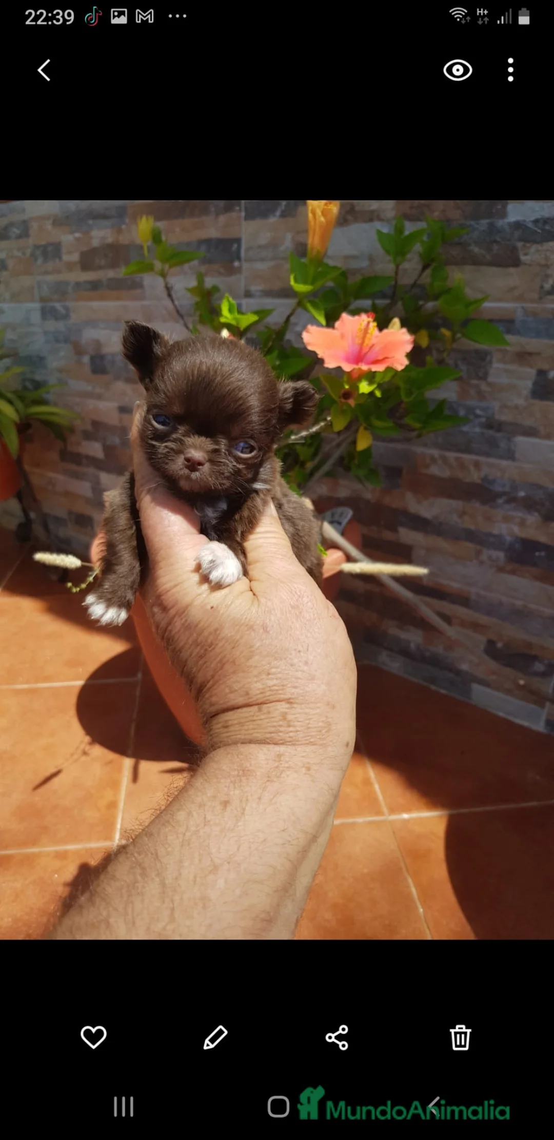 Chihuahua perros en venta: Exclusivos cachorros de chihuahua - Anuncio 14