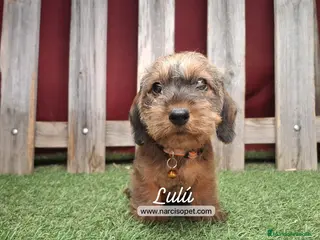 Teckel Miniatura perros TECKEL PELO DURO HEMBRA - Anuncio 1