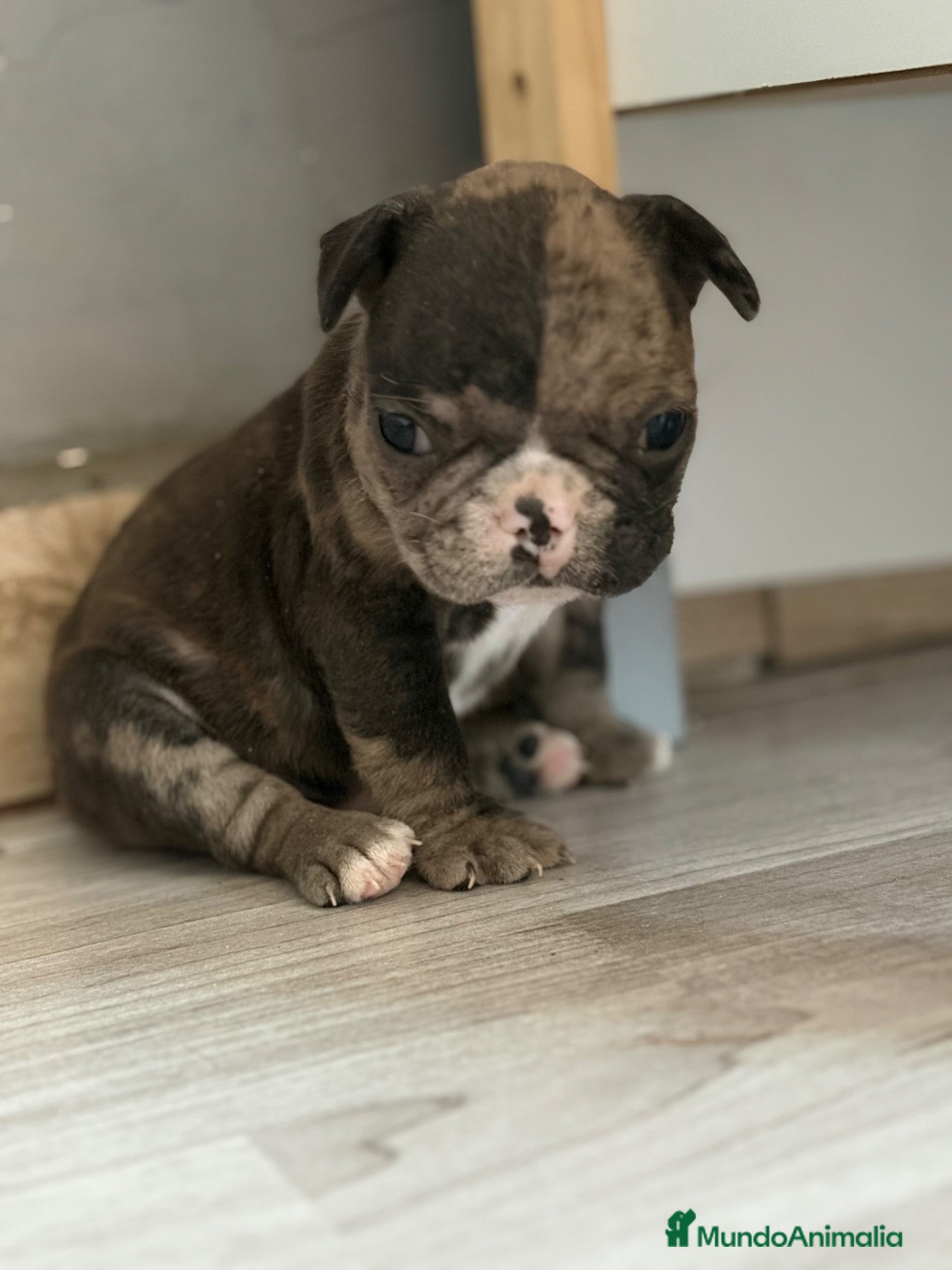 Bulldog Francés perros Bulldog frances - Anuncio 1