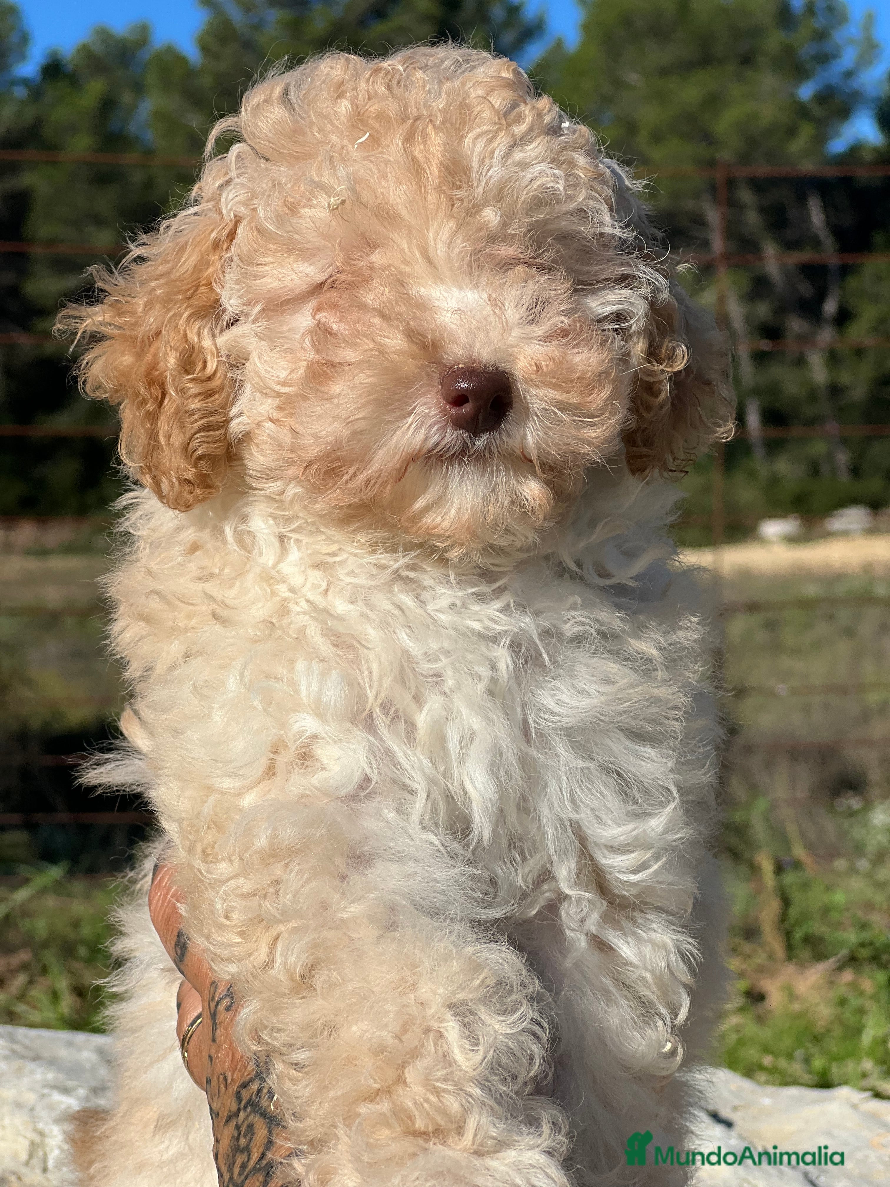 Maltipoo perros Maltipoo hembra toy  - Anuncio 14