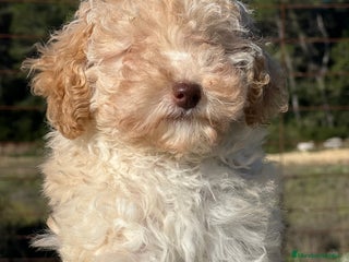 Maltipoo perros - Anuncio 16