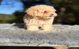 Caniche Toy perros en venta: Caniche Toy Apricot  - Anuncio 1