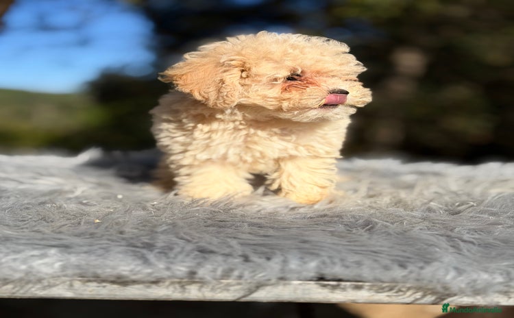 Caniche Toy perros Caniche Toy Apricot  - Anuncio 1