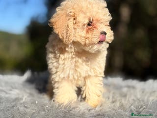 Caniche Toy perros Caniche Toy Apricot - Anuncio 34