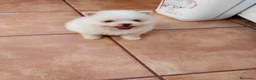 Pomerania perros en venta: PRECIOSO CACHORITO DE POMERANIA TOY  - Anuncio 9