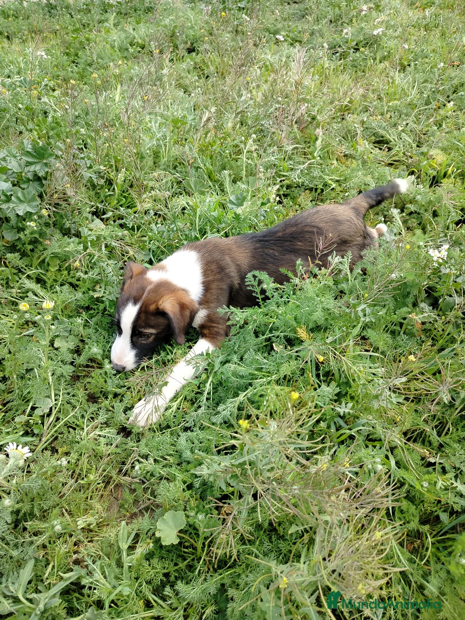 Border Collie perros BORDER COLLIE EXCLUSIVO  - Anuncio 1