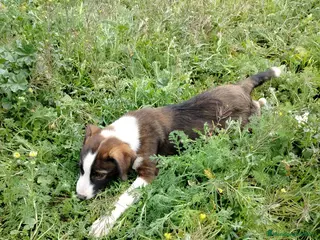 Border Collie perros BORDER COLLIE EXCLUSIVO - Anuncio 1