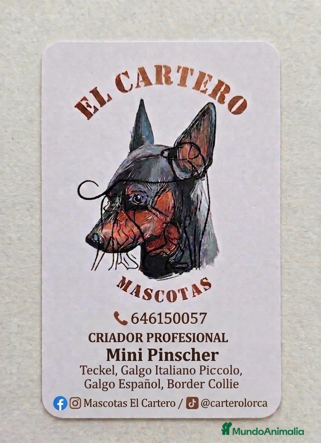 Galgo Español perros en venta: GALGO ESPAÑOL - Anuncio 4